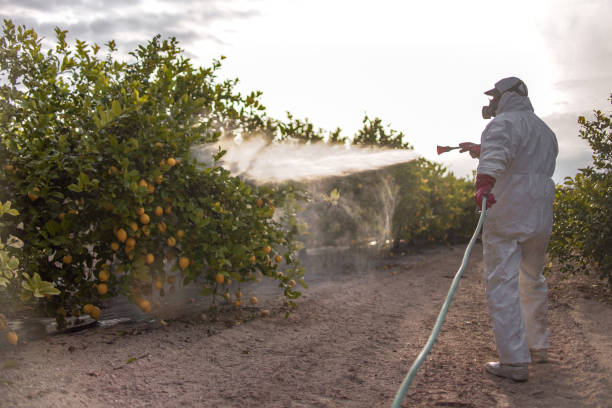 Best Termite Control Services  in University Park, IL