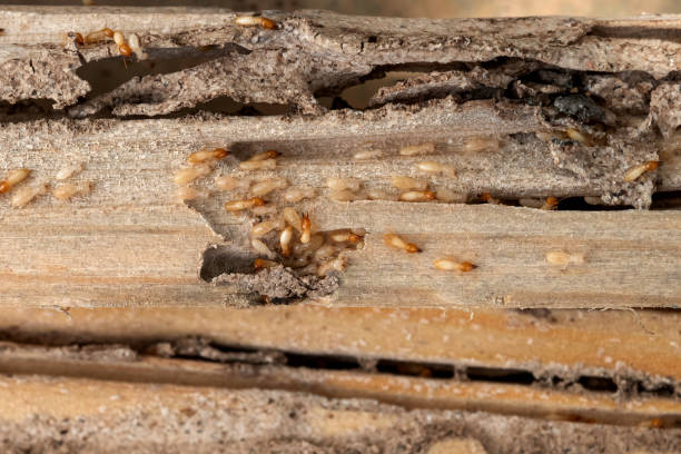 Best Ant Control Services  in University Park, IL
